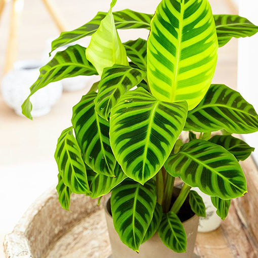 zebrina plant indoor LP CALATHEA ZEBRINA 6.5 IN – Hefty Harvest
