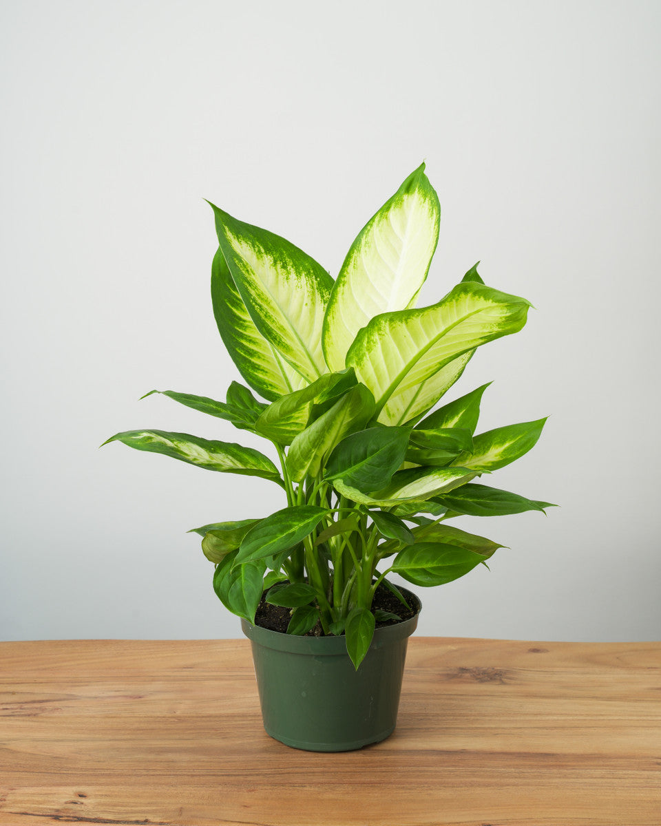 tropic marianne dieffenbachia care LP DIEFFENBACHIA TROPIC MARIANNE 4 IN