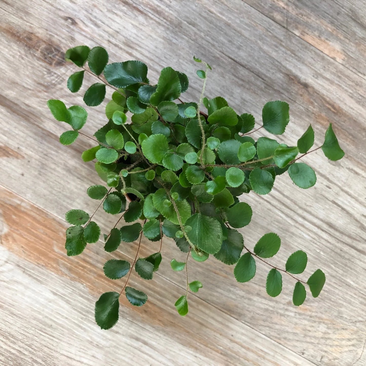 LP BUTTON FERN 2.5 IN