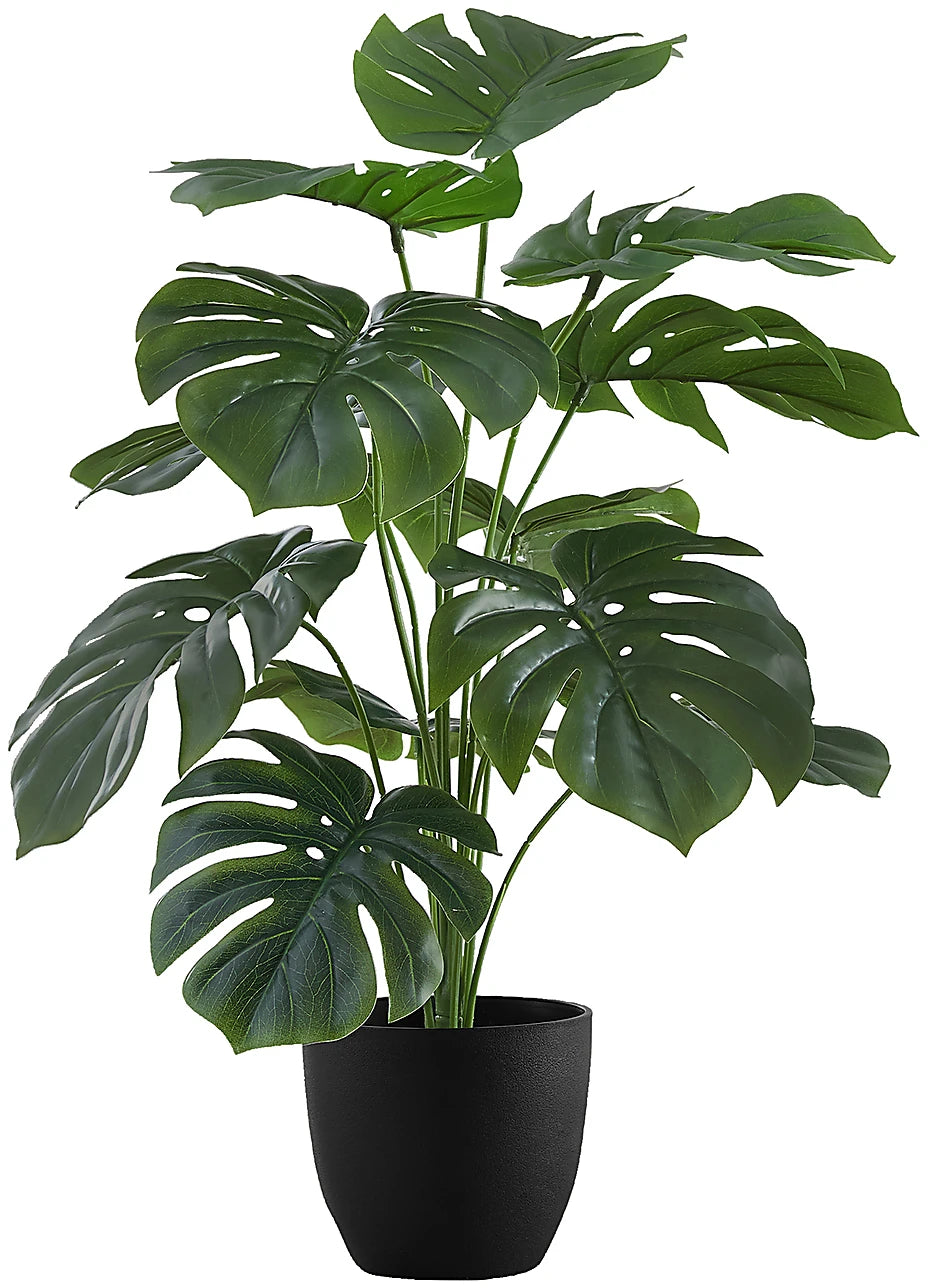monstera deliciosa liebmann LP MONSTERA DELICIOSA 12 IN – Hefty Harvest