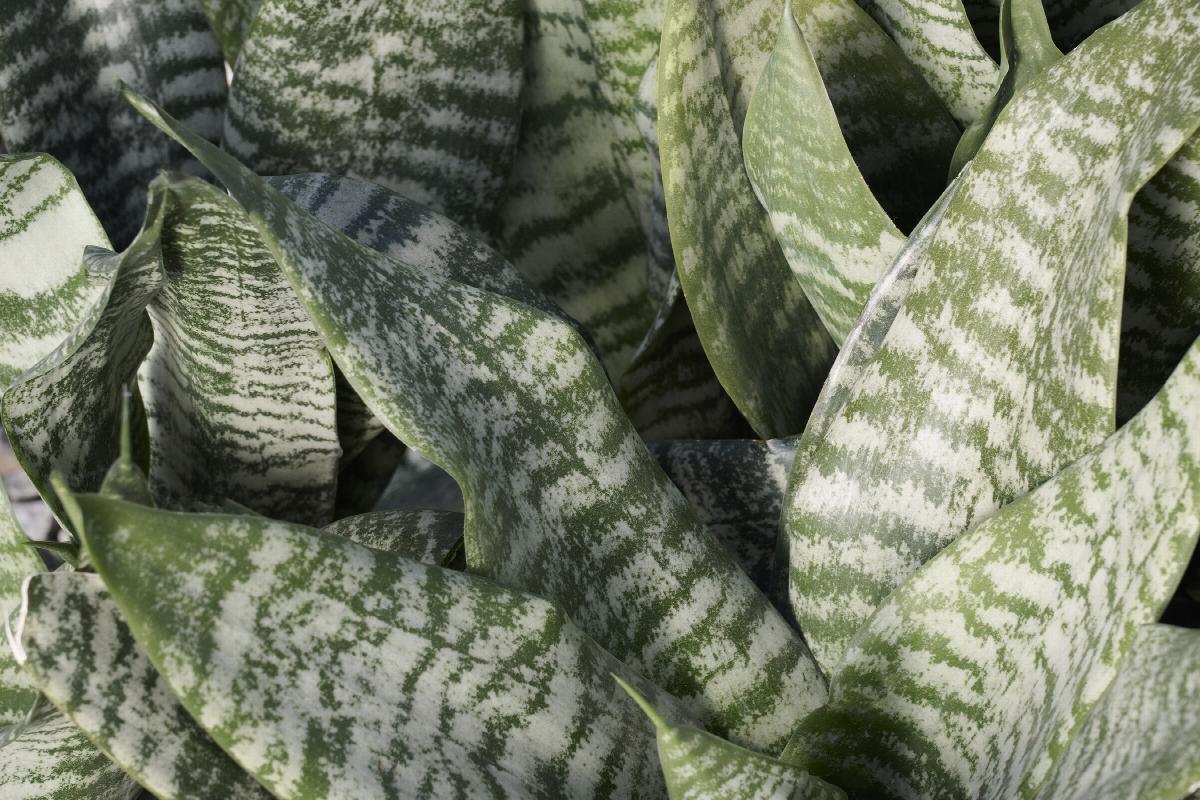 robusta sansevieria LP SANSEVIERIA ROBUSTA - 8 IN