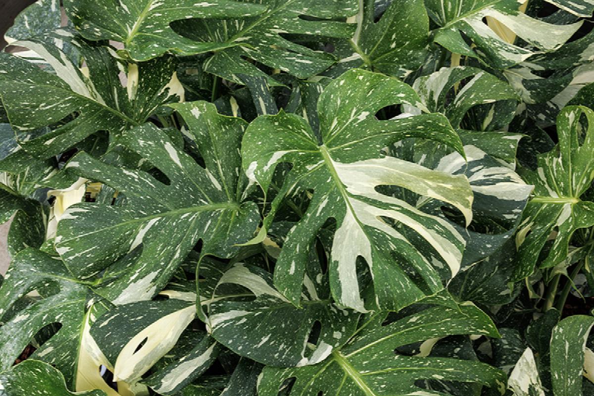 LP PHILODENDRON MONSTERA DELICIOSA THAI CONSTELLATION 2.5 IN