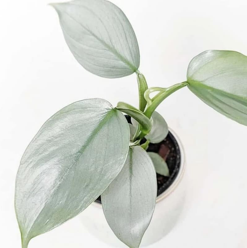 LP PHILODENDRON HASTATUM GREY 6.5 IN