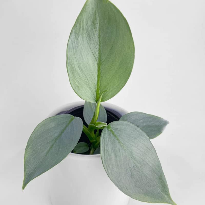 philodendron gray LP PHILODENDRON HASTATUM GREY 6.5 IN