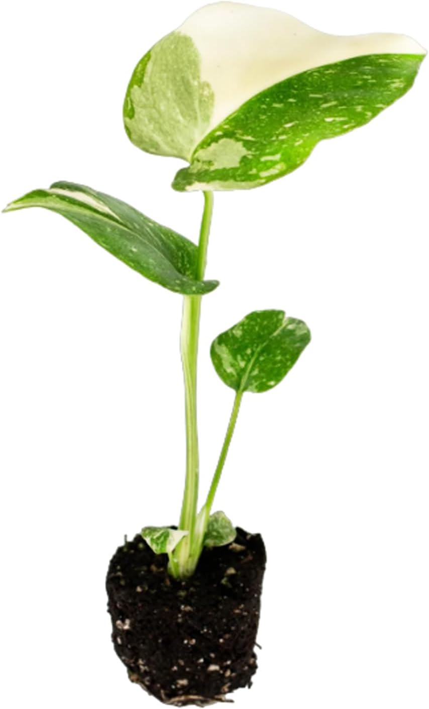 philodendron constellation LP PHILODENDRON MONSTERA DELICIOSA THAI CONSTELLATION 4 IN