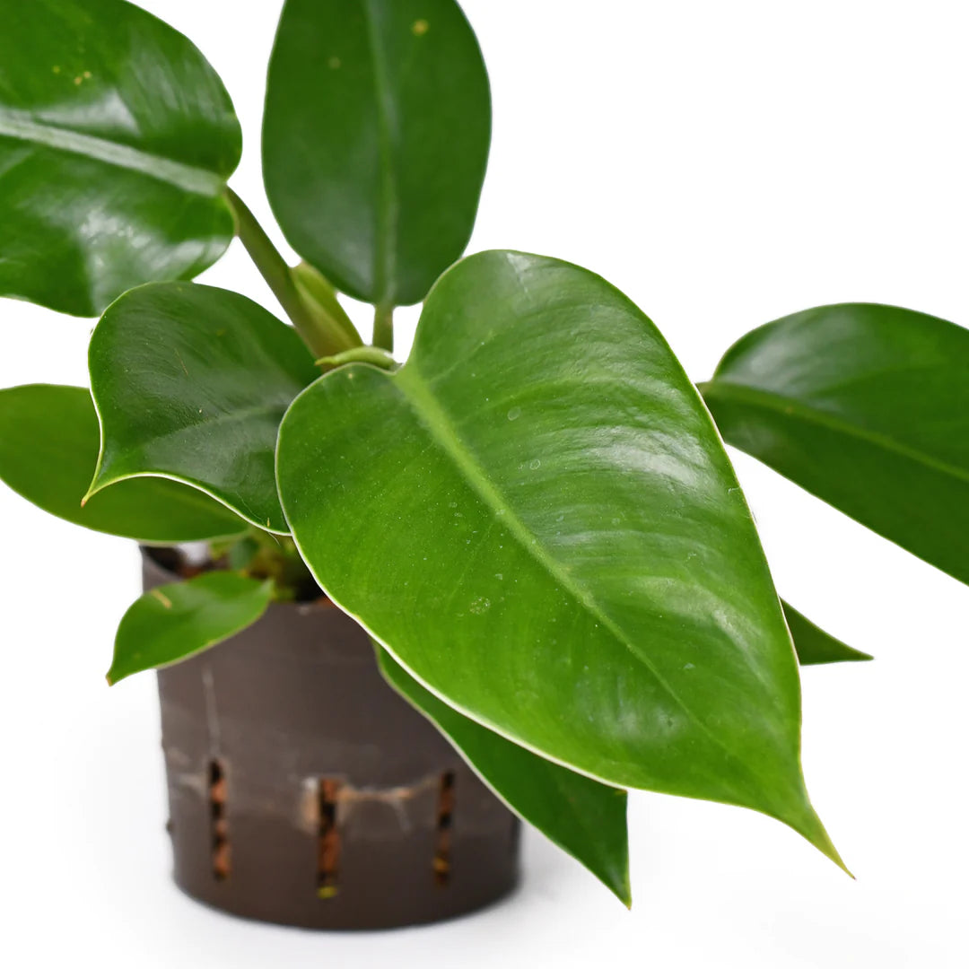 philodendron imperial green variegated LP PHILODENDRON IMPERIAL GREEN 6.5 IN