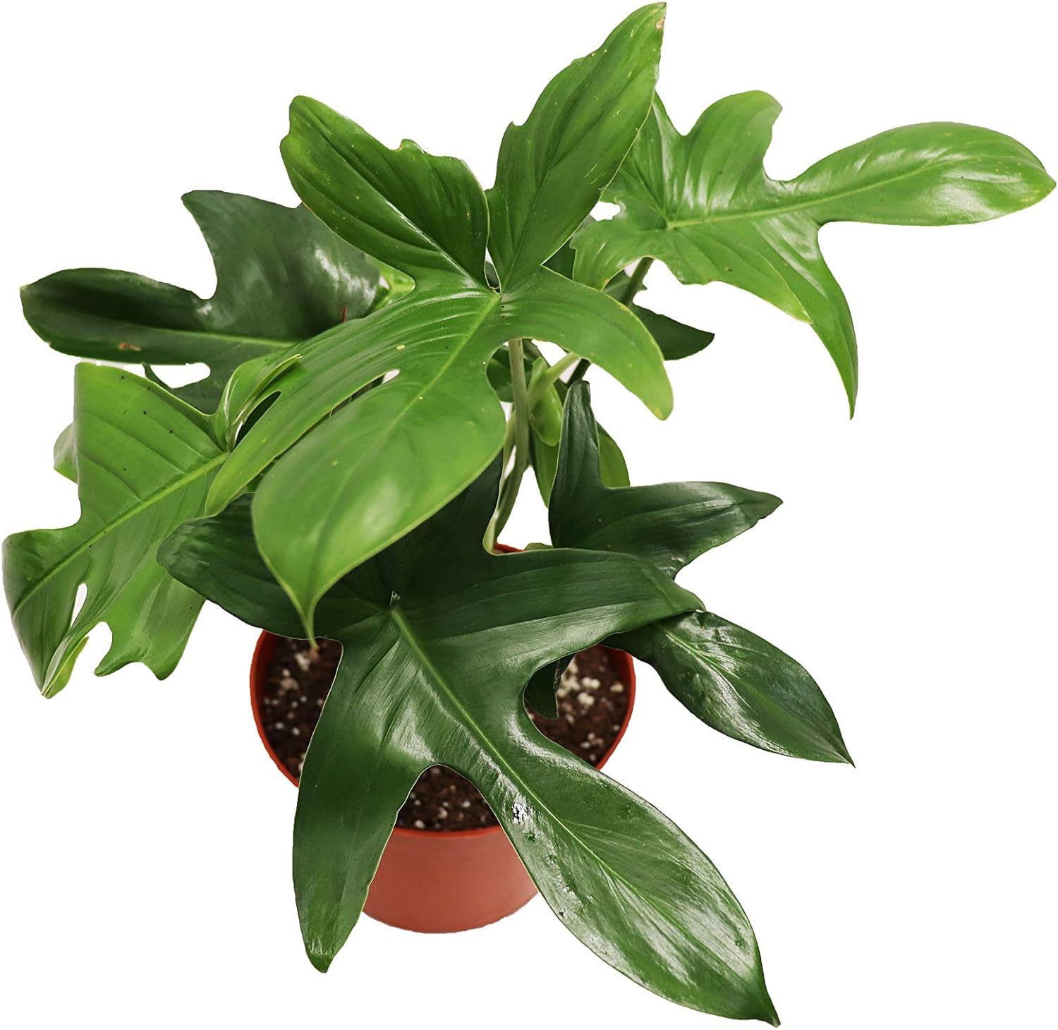 philodendron lobed LP PHILODENDRON RUDOLPH 6.5 IN