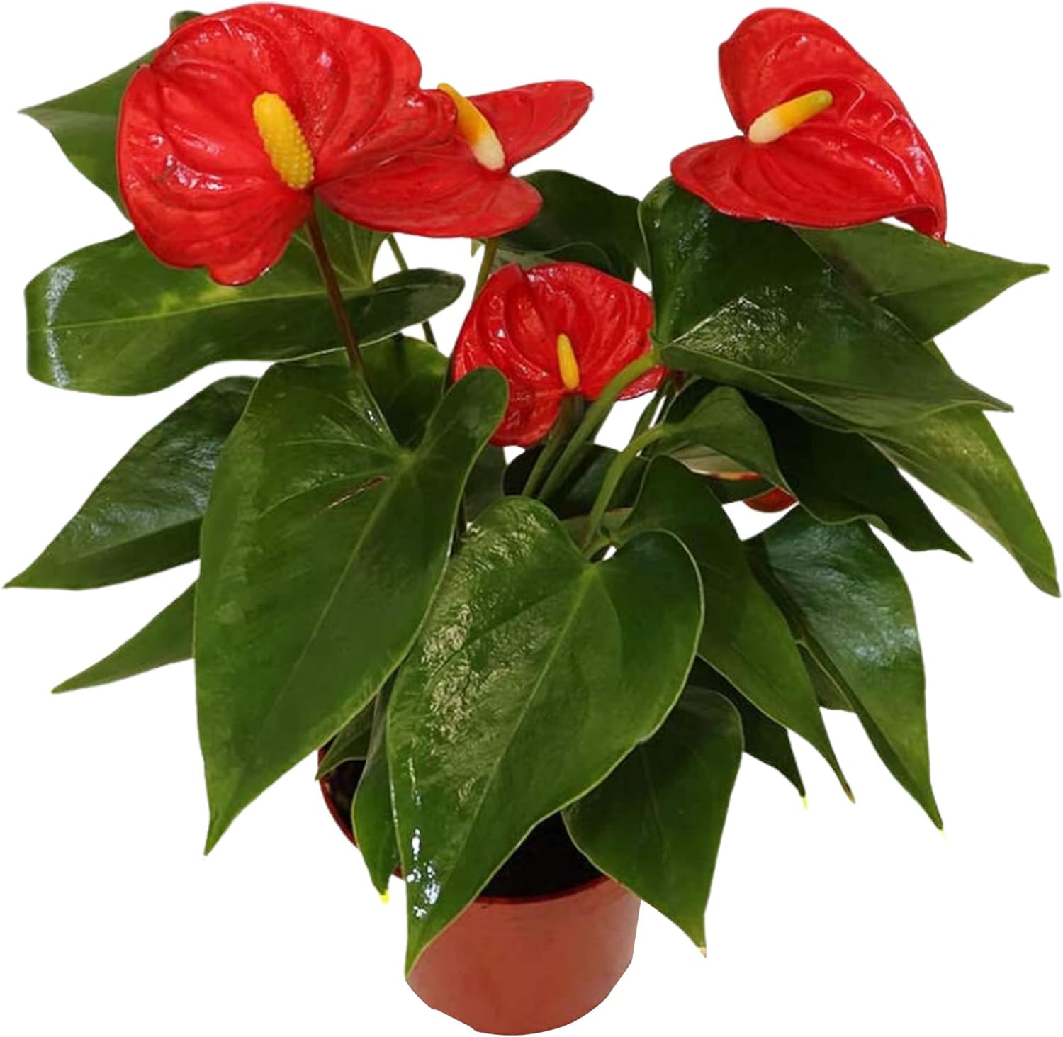 anthurium means LP ANTHURIUM RED 6.5 IN