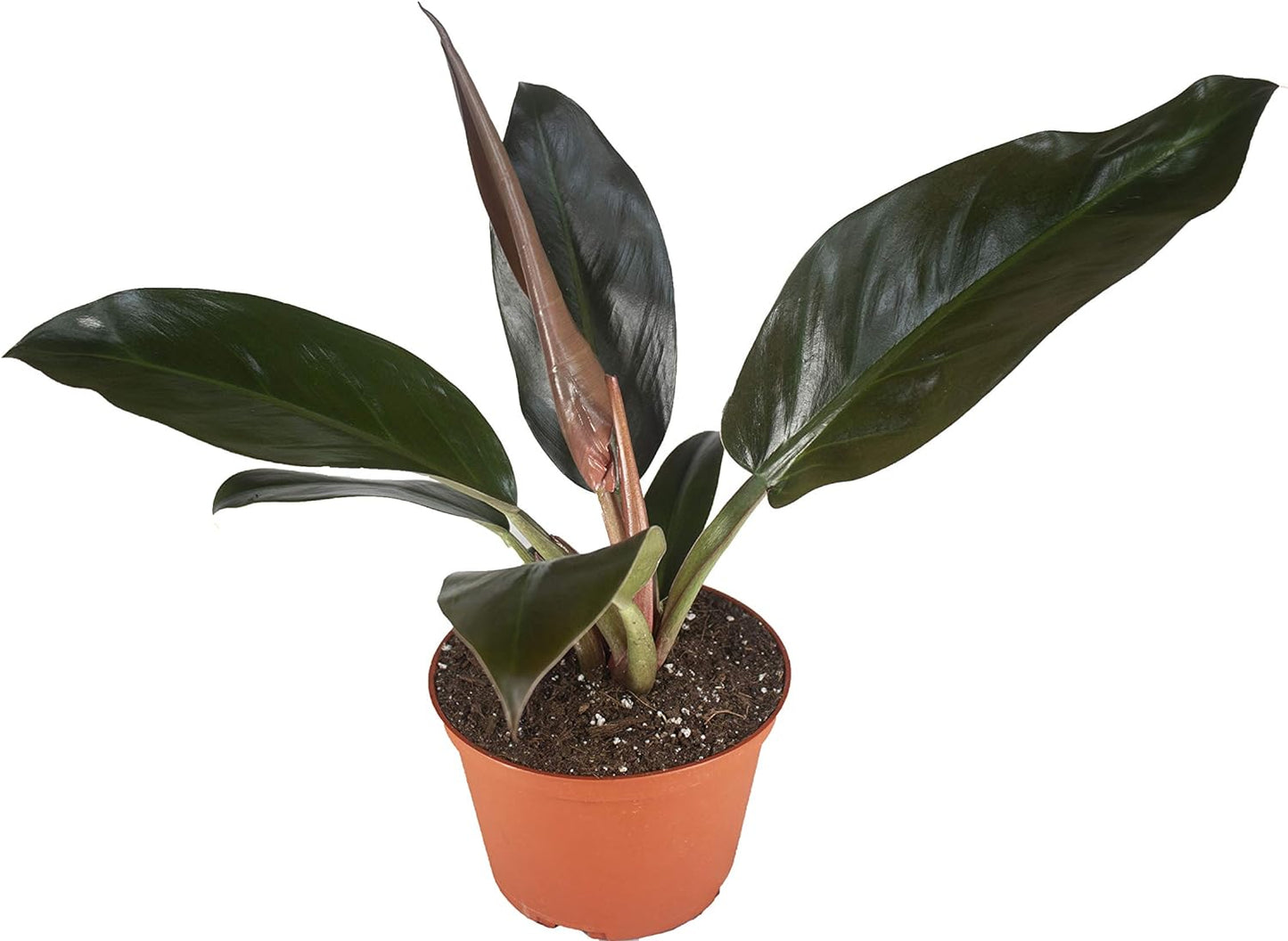 LP PHILODENDRON IMPERIAL RED 6.5 IN