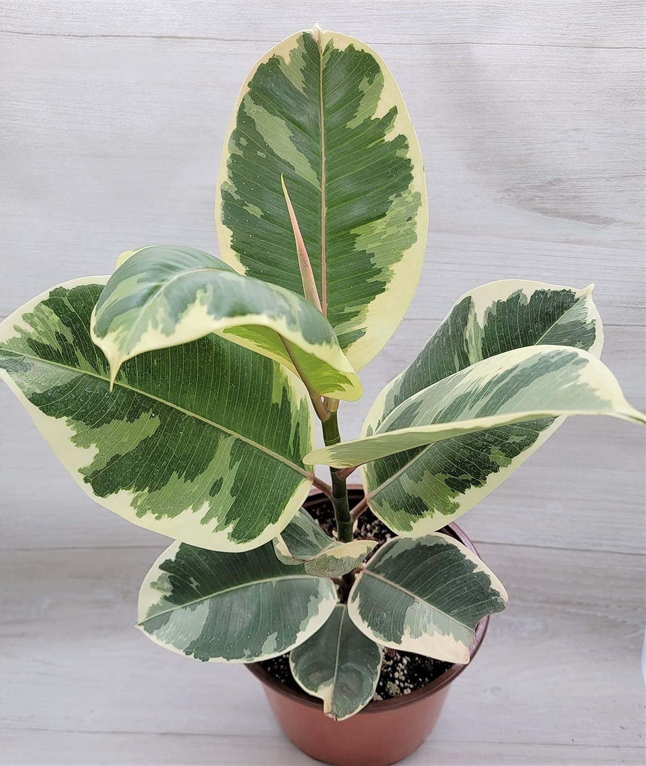 LP FICUS ELASTICA TINEKE 4 IN