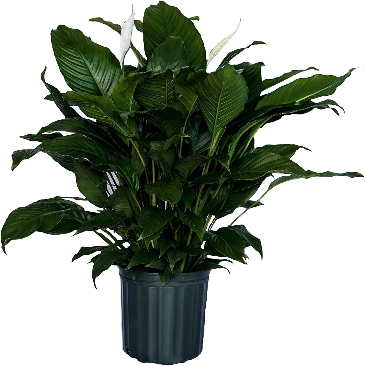 species of peace lily LP SPATHIPHYLLUM PEACE LILY 8 IN