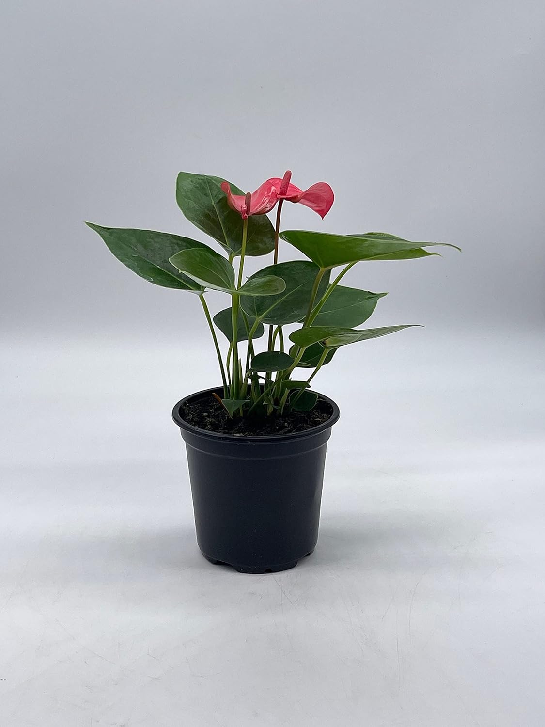anthurium andreanum LP ANTHURIUM ANDREANUM 5.5 IN – Hefty Harvest