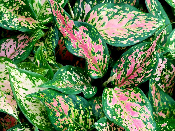 aglaonema genus LP AGLAONEMA WISHES 4 IN