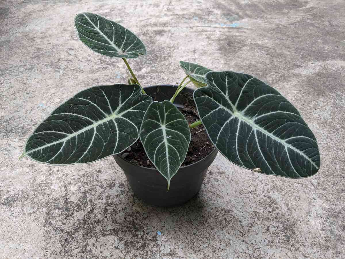 LP ALOCASIA BLACK VELVET 4 IN