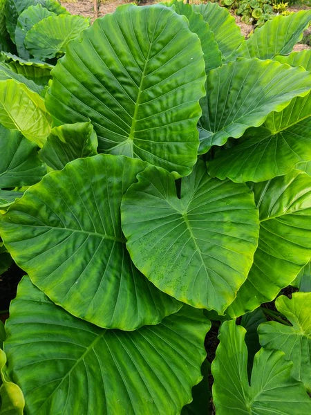 alocasia gageana california elephant ear plant LP ALOCASIA GAGAENA CALIFORNIA 12 IN