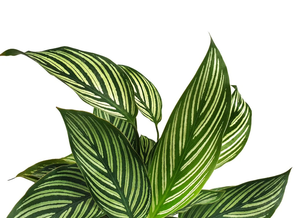 LP CALATHEA FREDDIE 6.5 IN