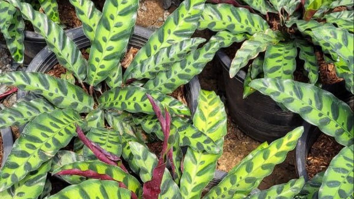LP CALATHEA LANCIFOLIA 2.5 IN