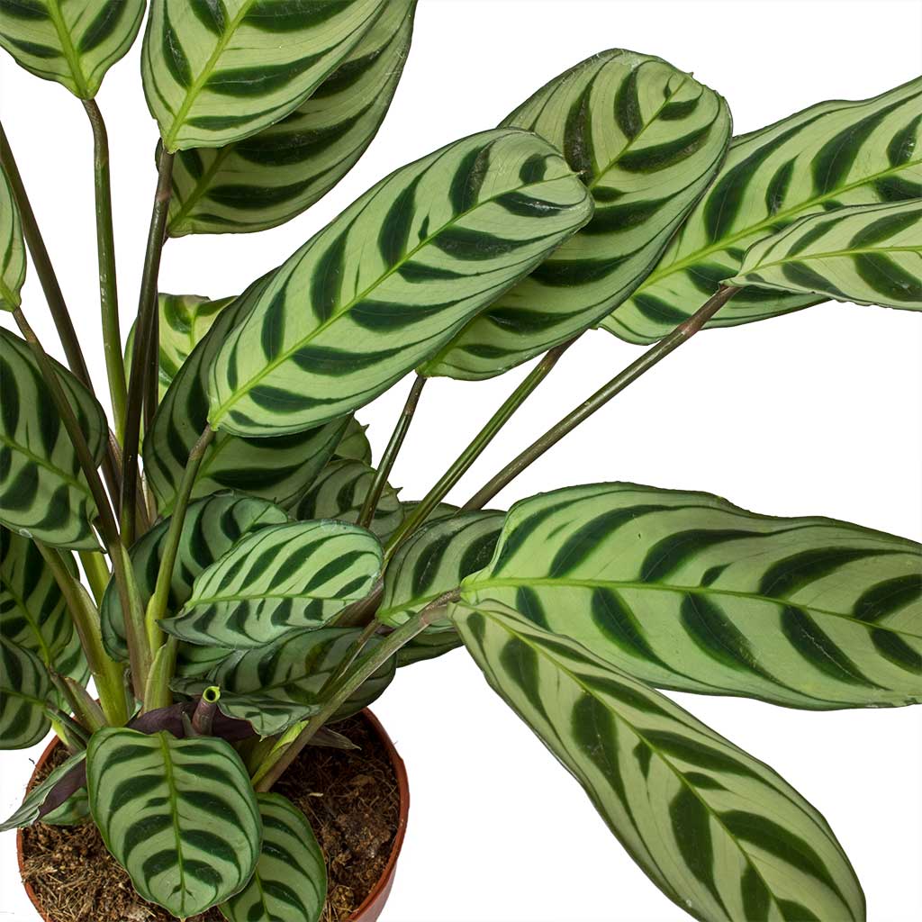 LP CALATHEA CTENANTHE BURLE MARXII AMABILIS 2.5 IN