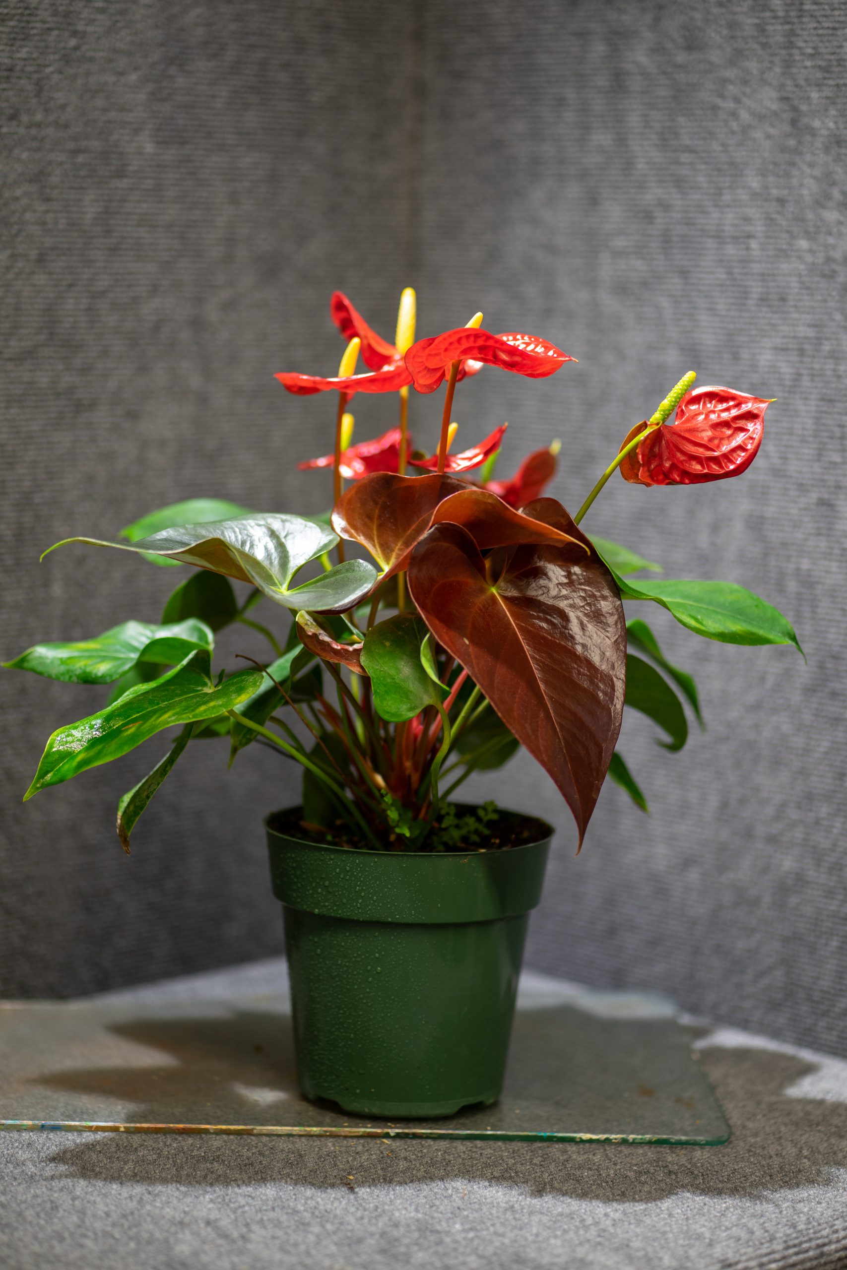 anthurium andr champion LP ANTHURIUM CORAL CHAMPION 6.5 IN