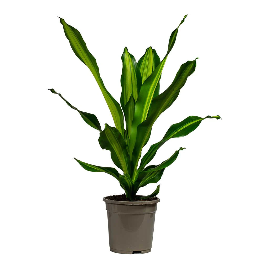 dracaena fragrans burley LP DRACAENA BURLEY 8 IN