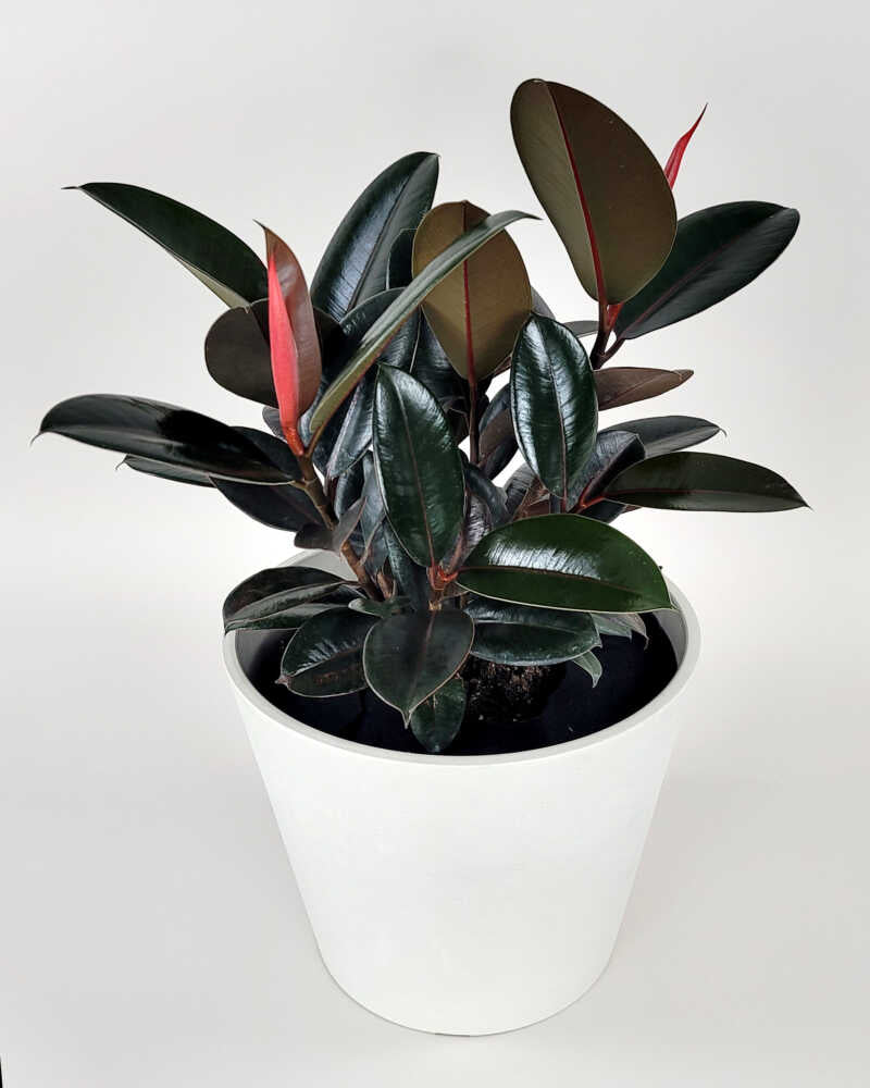 LP FICUS ELASTICA BURGUNDY 12 IN