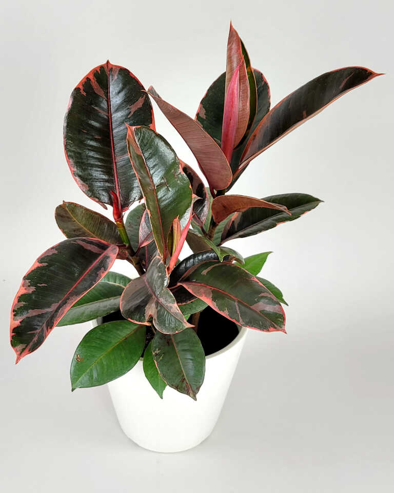 LP FICUS ELASTICA RUBY 6.5 IN