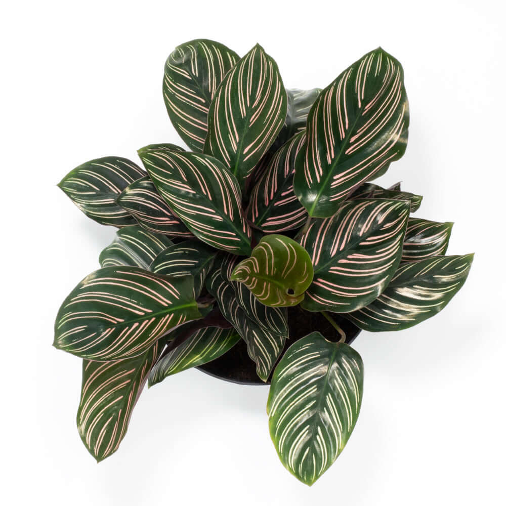 prayer plant pink stripes LP CALATHEA ORNATA PINK PINSTRIPE 6.5 IN