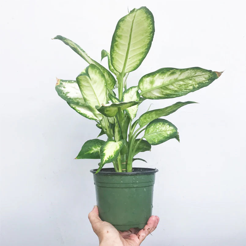 LP DIEFFENBACHIA SNOW 5.5 IN