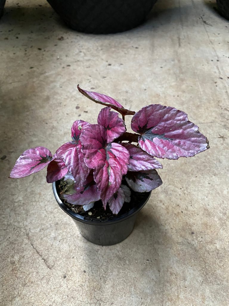 LP REX BEGONIA KOTOBUKI 6.5 IN