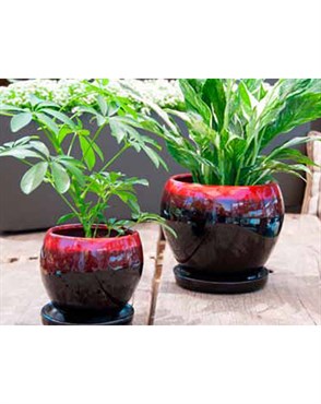 PHG VERANDAH GERBERA INDOOR PLANTER 6IN