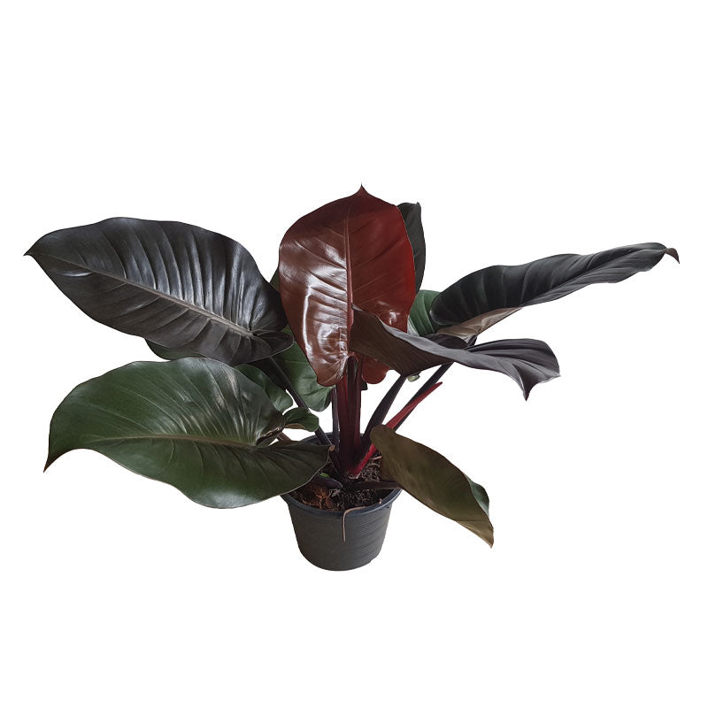 philodendron black cardinal x florida LP PHILODENDRON BLACK CARDINAL 2.5 IN – Hefty Harvest