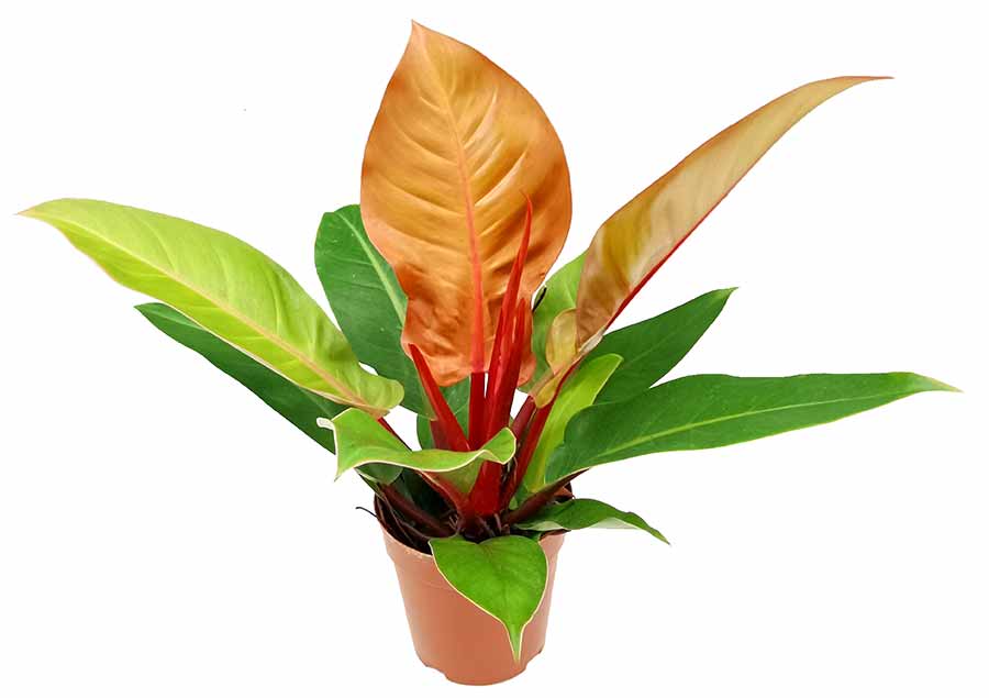 philodendron weeks red hybrid LP PHILODENDRON RED KING 2.5 IN – Hefty Harvest