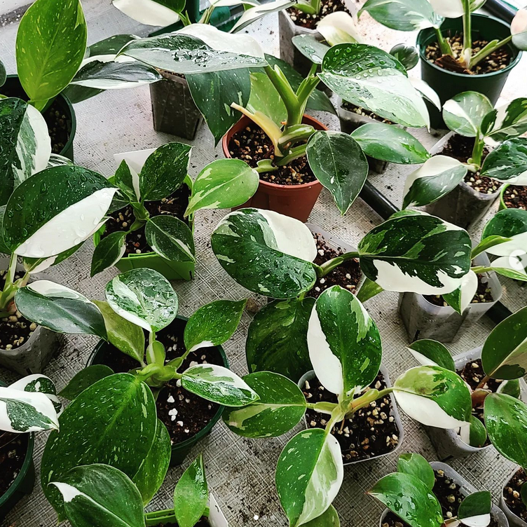 LP PHILODENDRON WHITE WIZARD 2.5 IN