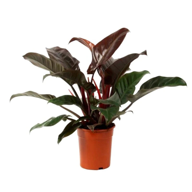 imperial red hybrid philodendron LP PHILODENDRON IMPERIAL RED 6.5 IN