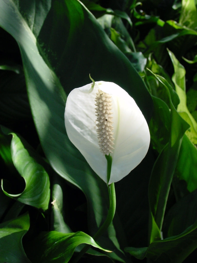 LP SPATHIPHYLLUM PEACE LILY 8 IN