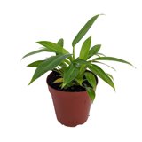 lil phil philodendron LP PHILODENDRON LITTLE PHIL 8 IN