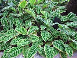 LP CALATHEA ZEBRINA 6.5 IN