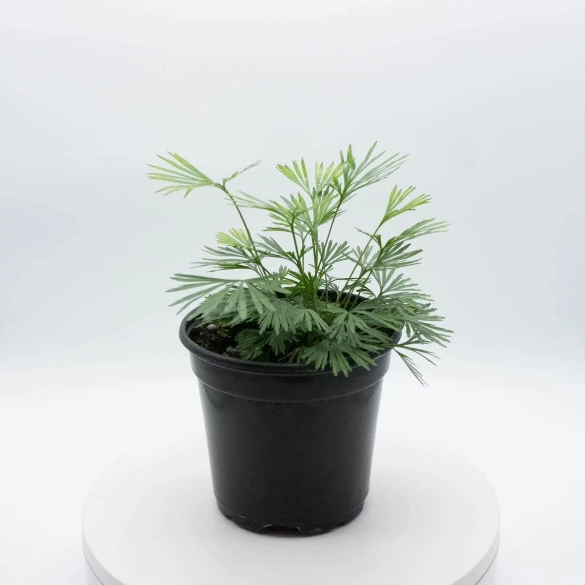 LP FERN EYELASH 2.5 IN