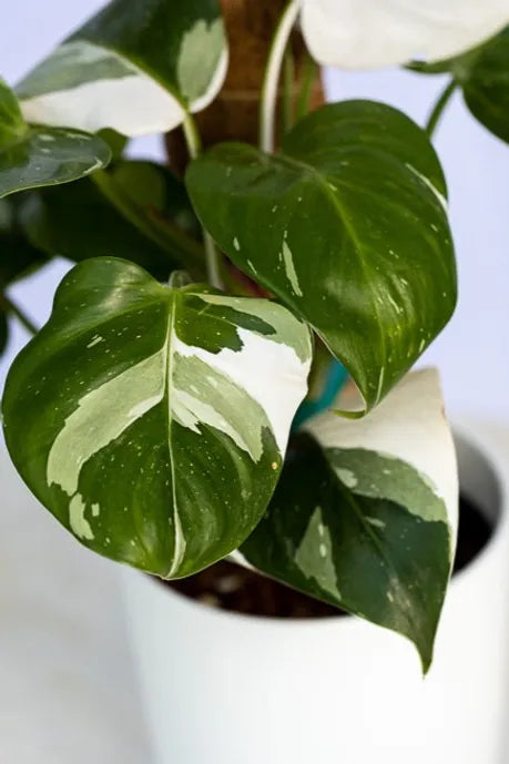 philodendron white knight vs white wizard LP PHILODENDRON WHITE WIZARD 5.5 IN – Hefty Harvest