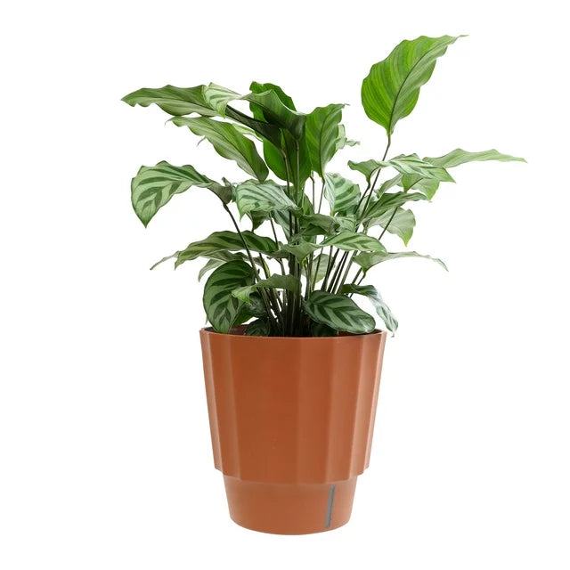 calathea freddie prayer plant LP CALATHEA FREDDIE 6.5 IN
