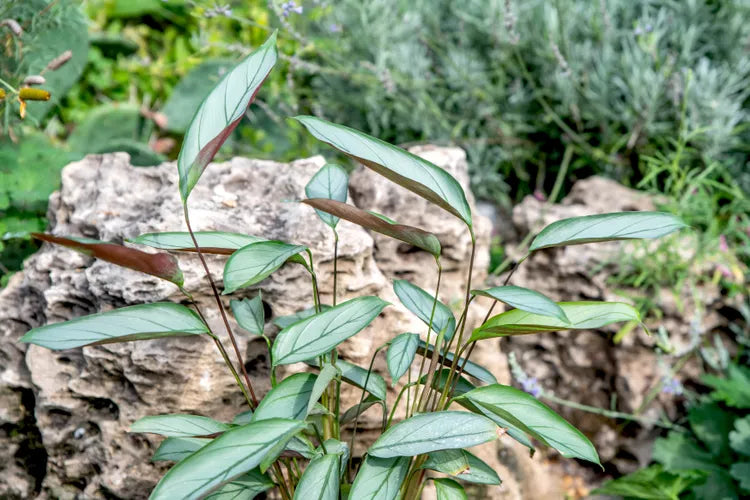 LP CALATHEA CTENANTHE SETOSA GREY STAR 5.5 IN