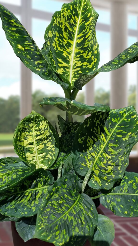 dieffenbachia reflector for sale LP DIEFFENBACHIA REFLECTOR 4 IN