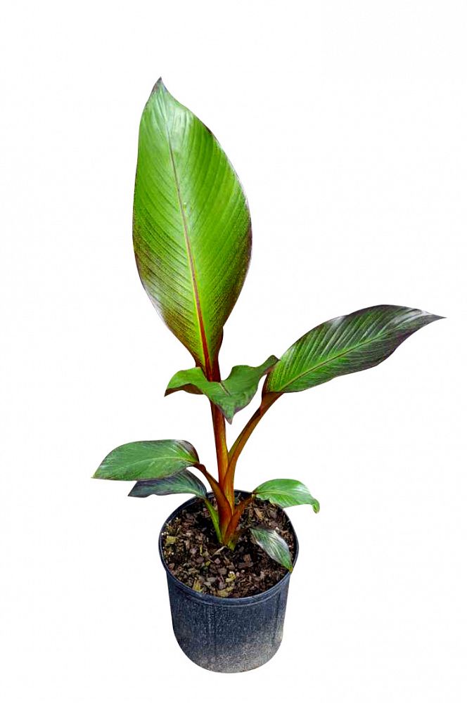 LP ENSETE MAURELII 6.5 IN