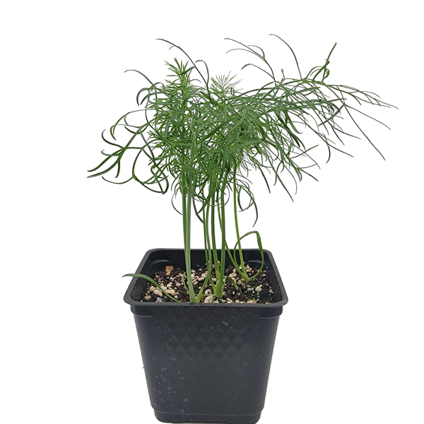 STARTS - FINOCCHIO FENNEL 3.5 IN
