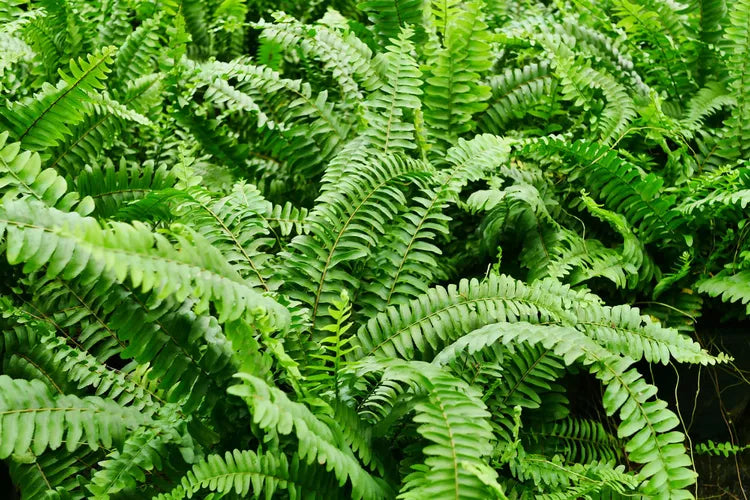 LP BOSTON FERN HANGING BASKET 8 IN