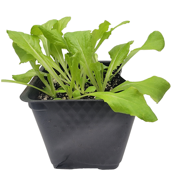 STARTS - ICEBERG LETTUCE 3.5 IN