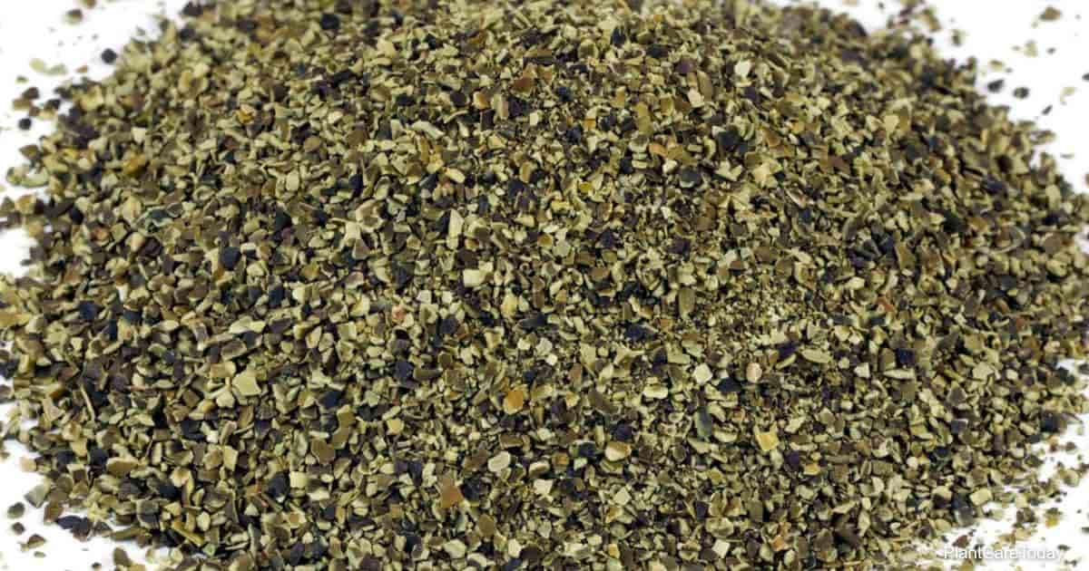 LIGHTHOUSE KELP MEAL 50LB - ORGANIC
