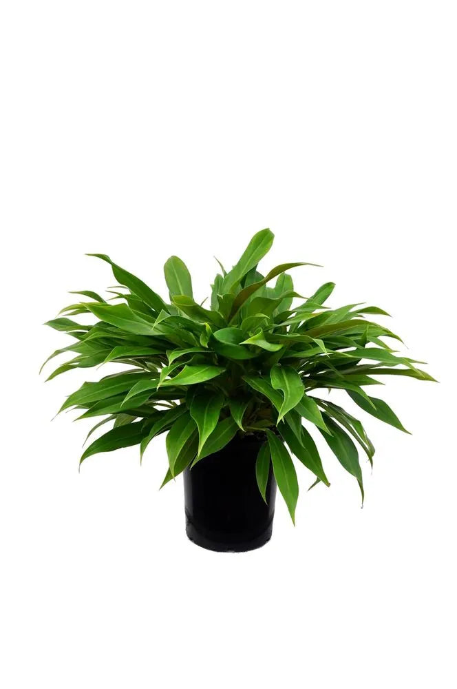 LP PHILODENDRON LITTLE PHIL 6.5 IN