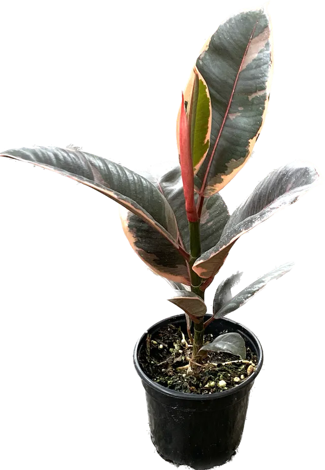 LP FICUS ELASTICA RUBY 6.5 IN