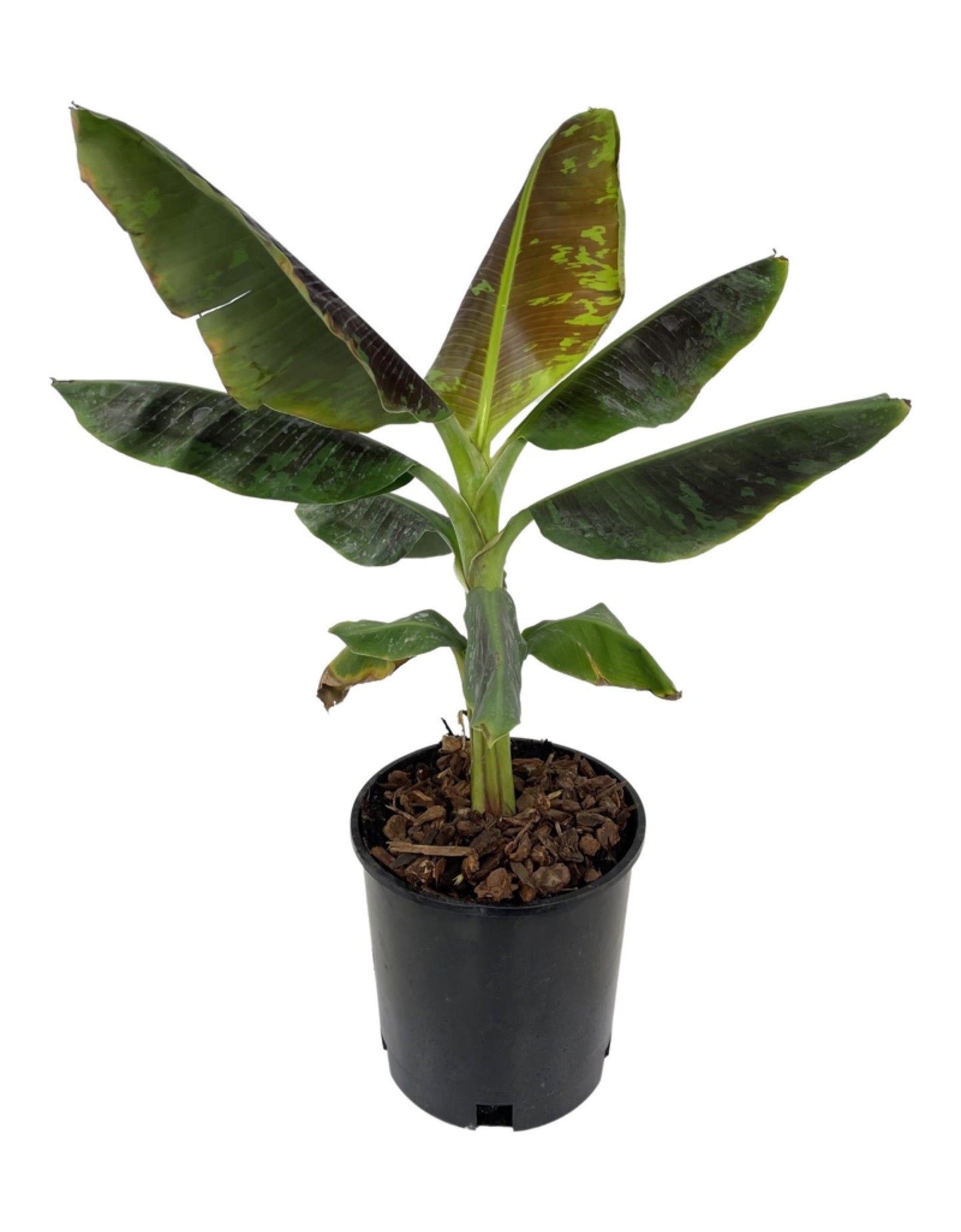 LP MUSA DWARF CAVENDISH BANANA PLANT 8 IN